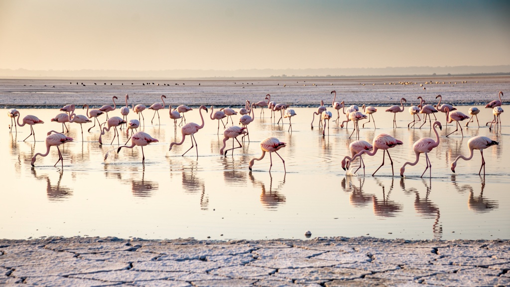 Flamingos wading in the shallow wetlands of the Little Rann